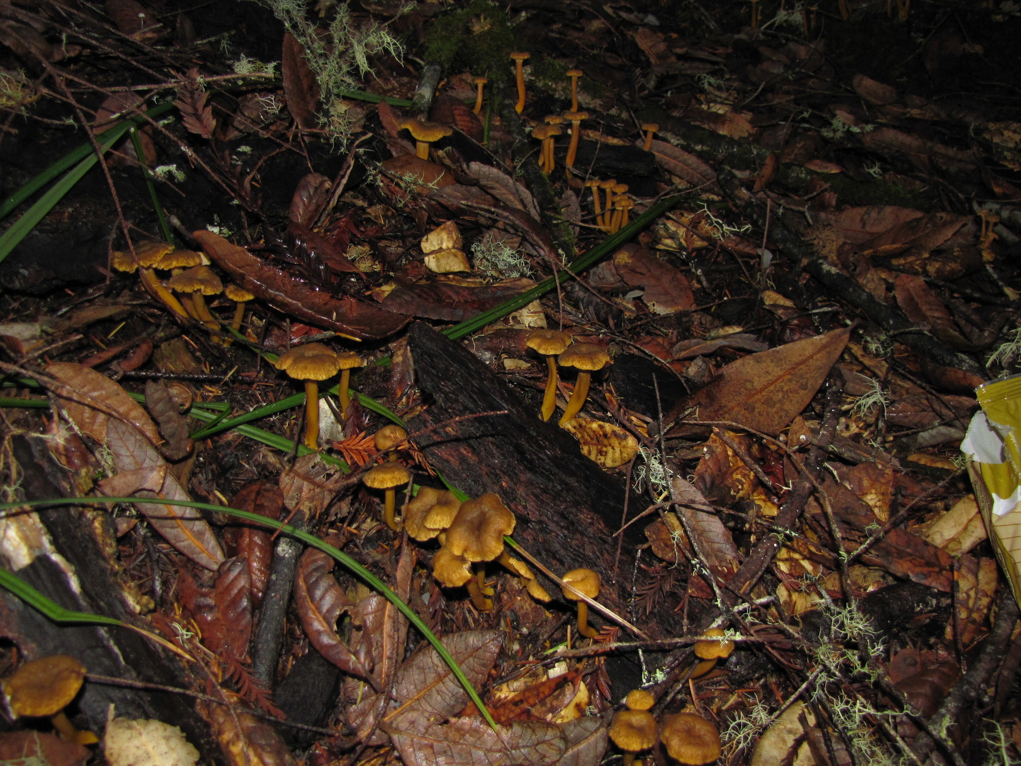 Craterellus tubaeformis image