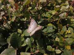 Anartia jatrophae