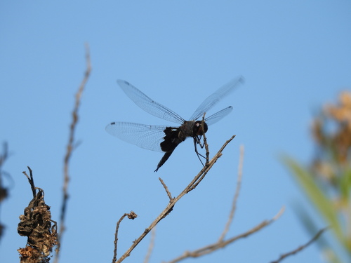 iNaturalist observation photo of Black Saddlebags