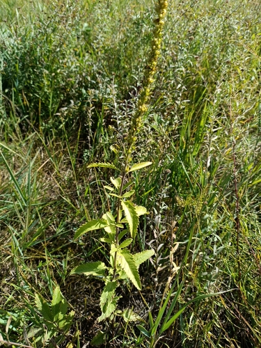 Heartleaf Speedwell (Veronica daurica)