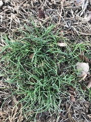 Allium vineale