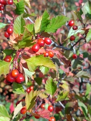 Crataegus dahurica, photograph (c) Святослав Власенко, some rights reserved (CC BY)