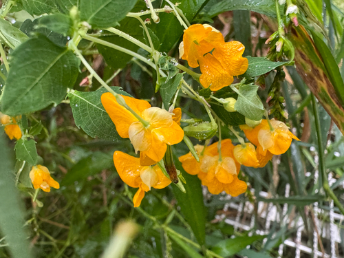 Spurless Touch-me-not (Impatiens ecornuta)