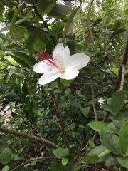 Hibiscus arnottianus