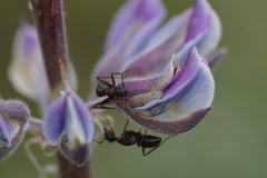 Glaucopsyche lygdamus