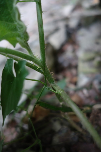 Image of Solanum lasiocarpum by (c) agujaceratops, some rights reserved (CC BY)