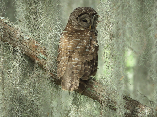Barred Owl photographed in Georgia