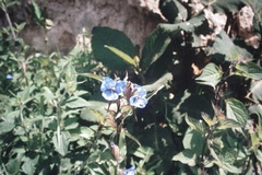 Commelina tuberosa