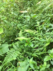 Microlepia speluncae