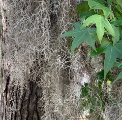 Tillandsia usneoides