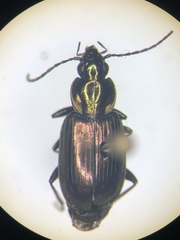 Agonum muelleri