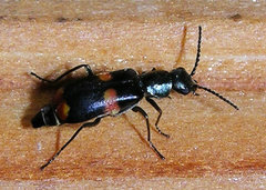 Anthocomus fasciatus