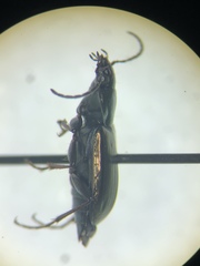 Agonum muelleri