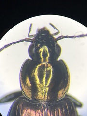 Agonum muelleri