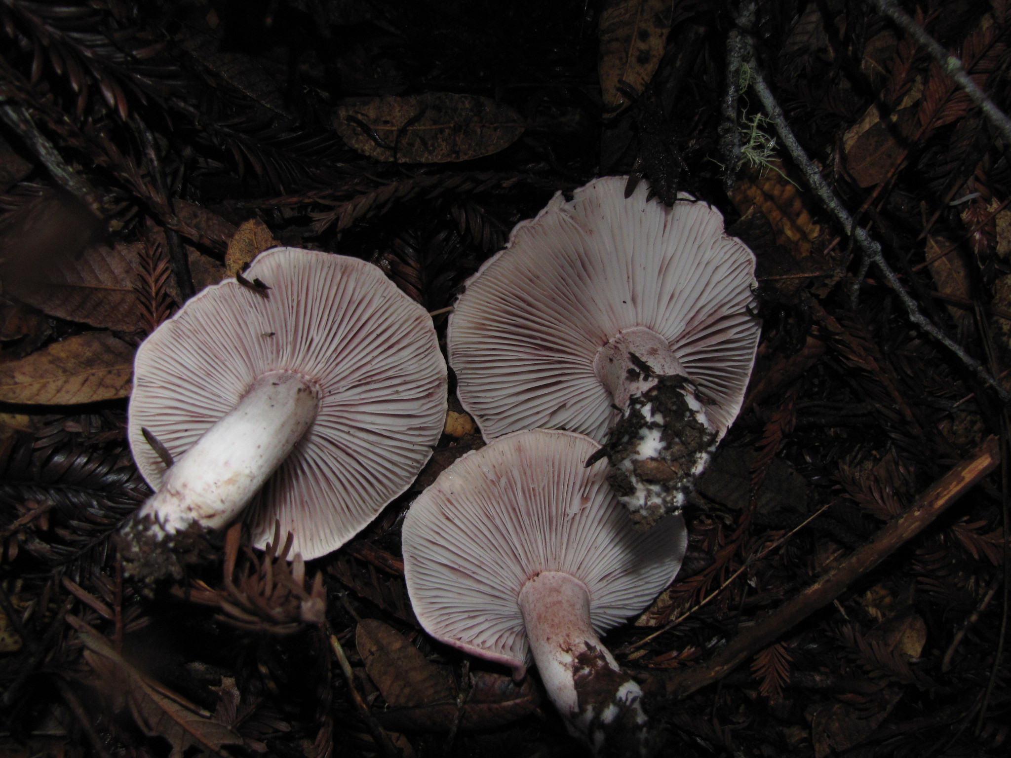 Hygrophorus russula image