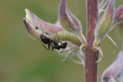 Glaucopsyche lygdamus