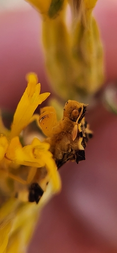 Jagged ambush bug