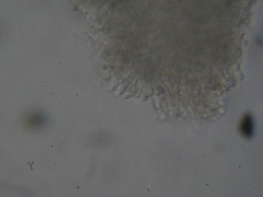 Pseudoclitocybe cyathiformis image
