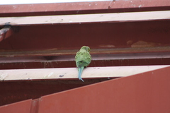 Psittacula krameri