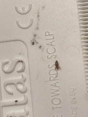 Pediculus humanus capitis