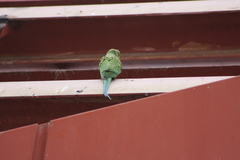 Psittacula krameri
