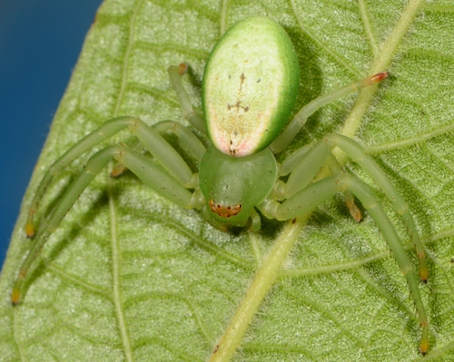 Diaea albicincta
