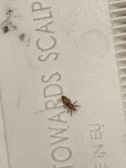 Pediculus humanus capitis