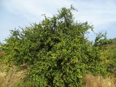 Balanites aegyptiaca