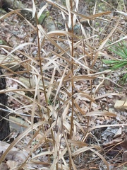 Liatris compacta