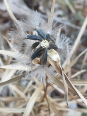 Liatris compacta
