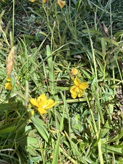 Chamaecrista garambiensis