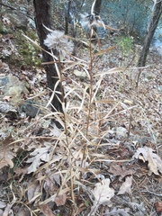 Liatris compacta
