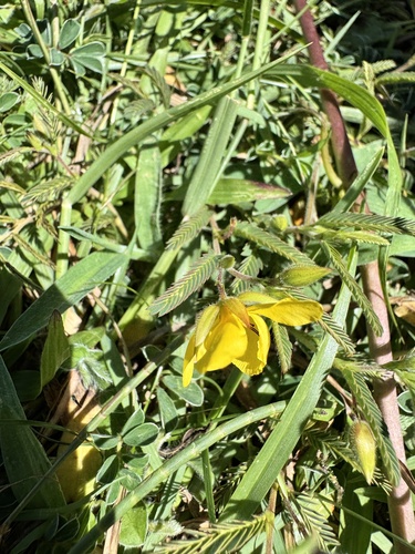 Chamaecrista garambiensis, photograph 2