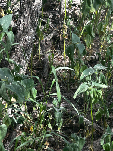 Western Diamond-backed Rattlesnake
