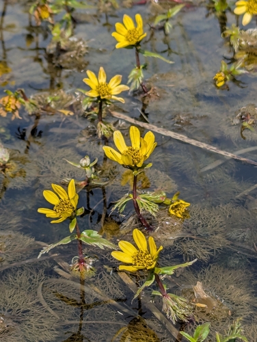 Bidens beckii