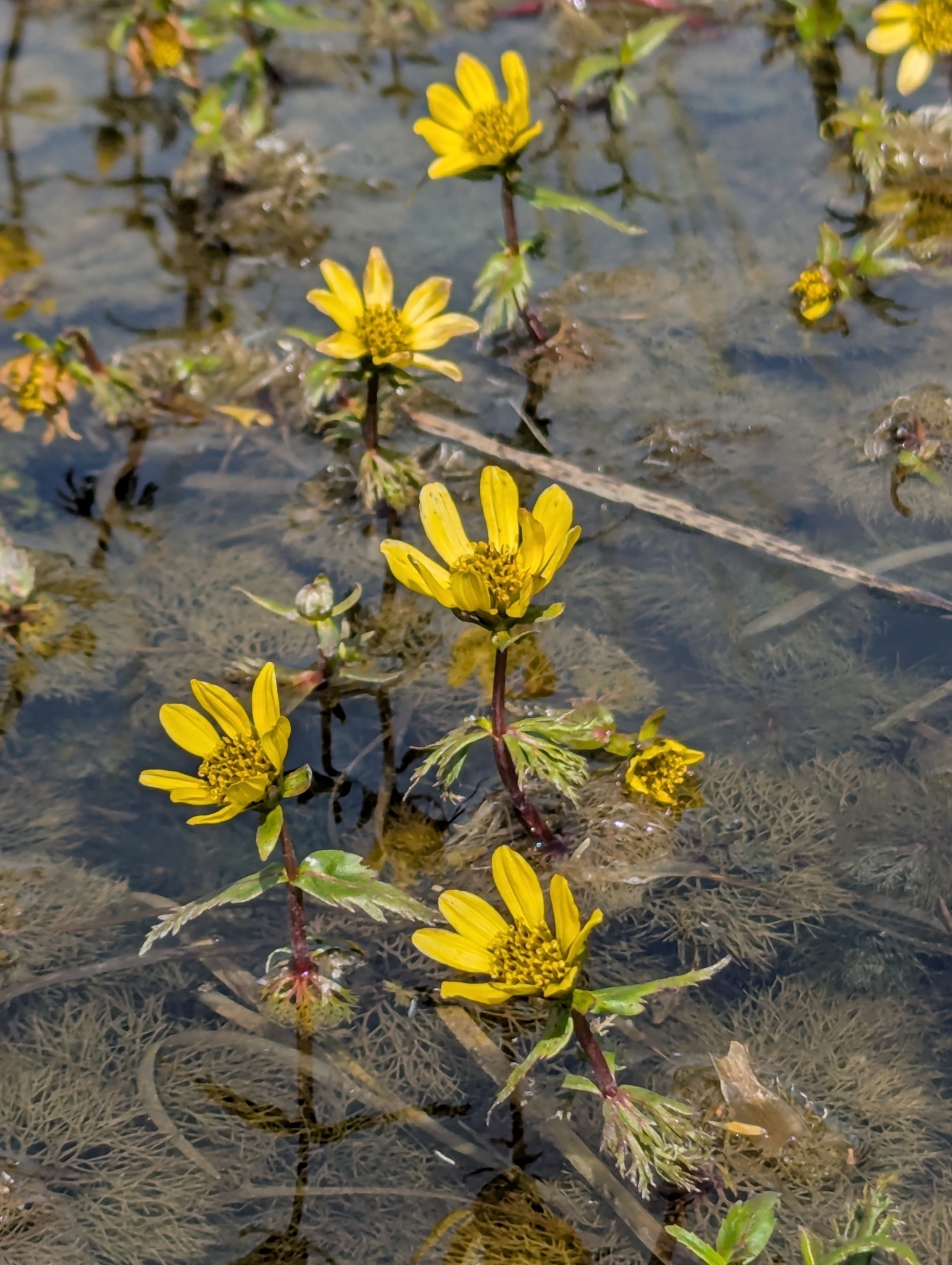 Bidens beckii