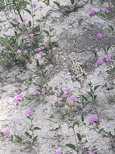 Texas Horned Lizard