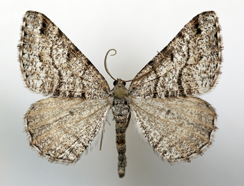 Macaria decorata