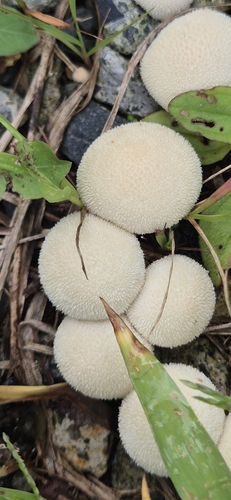 Lycoperdon pratense
