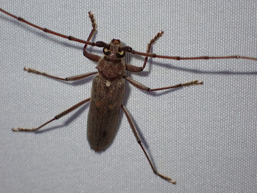 Banded Hickory Borer photo 4