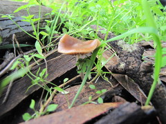 Psilocybe cyanescens