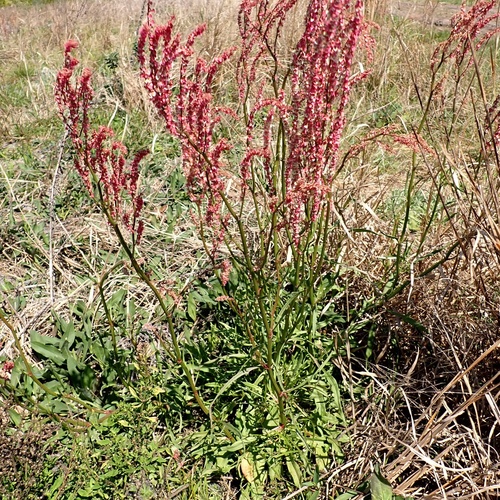 Rumex hastatulus iNat (1)