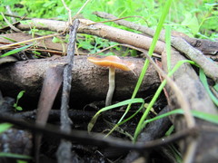 Psilocybe cyanescens