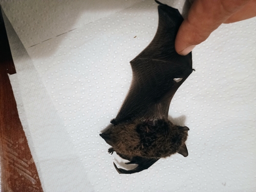 Kuhl's Pipistrelle