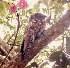 Nyctibius griseus