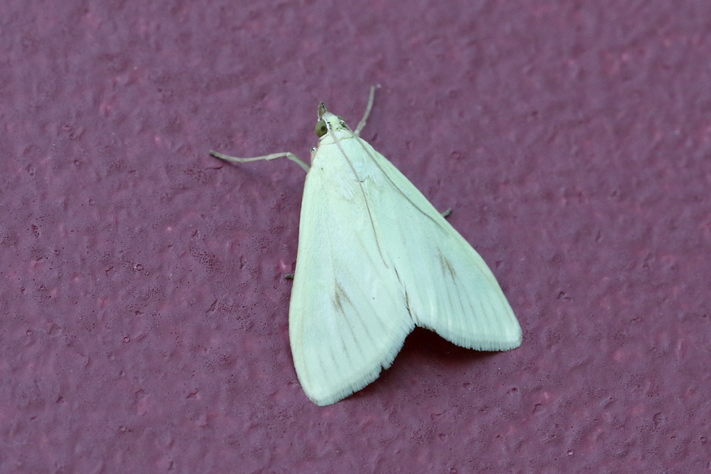 Carrot Seed Moth from Port Perry, ON, Canada on July 20, 2015 at 01:00 ...
