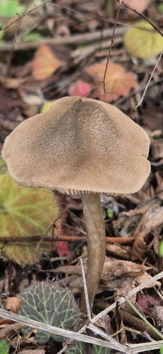 Entoloma