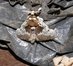 Megalopyge albicollis