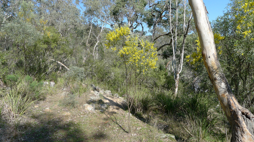 Acacia neriifolia (Acacia neriifolia)