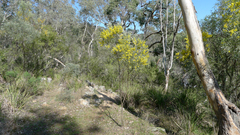 Oleander Wattle (Acacia neriifolia)